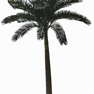 绿植桫椤树热带雨林人造工程植物树庭院大型落地假树