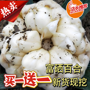 买1斤送1斤新鲜百合食用促销富硒基地现挖粉嫩微苦非龙山宜兴