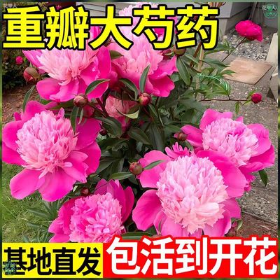 重瓣芍药花苗山东大花种根带芽室外耐寒庭院地栽室内阳台盆栽绿植