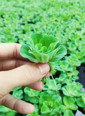 水芙蓉鱼缸造景养龟养鱼缸净化水质水草漂浮水生植物水面水培水养