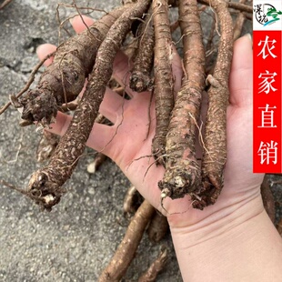 小叶红皮千斤拔晒干一根茎山货野生千斤坠药材广东煲汤泡酒原料