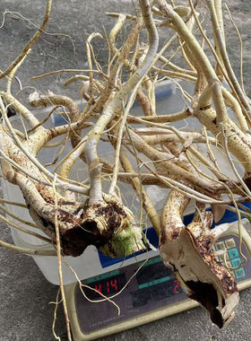 野生五指毛桃老根整颗天然新鲜晒干中药材现挖五爪龙椰香泡酒材料