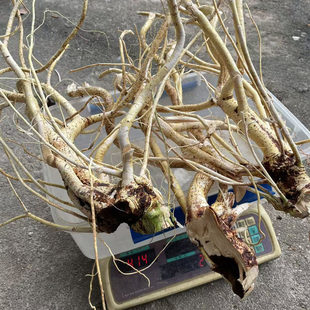 野生五指毛桃老根整颗天然新鲜晒干中药材现挖五爪龙椰香泡酒材料