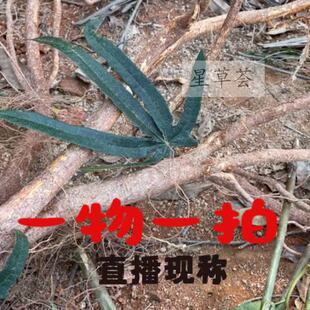 野生五指毛桃天然新鲜晒干中药材现挖五爪龙椰香广东煲汤泡酒材料