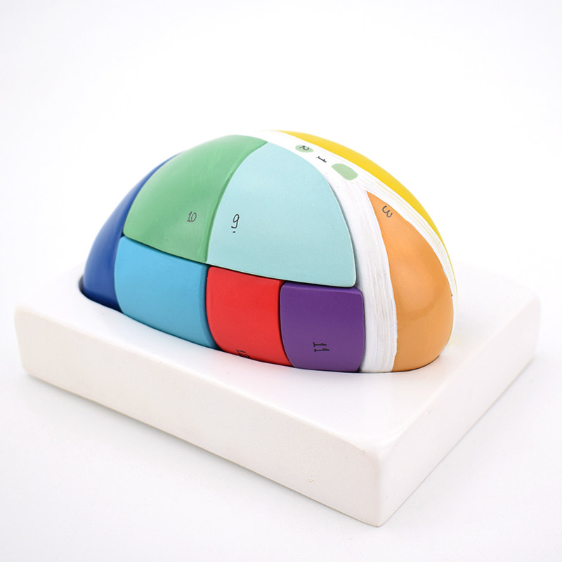 间脑大脑模型神经科医学教学大脑模型大脑模型标本上海教