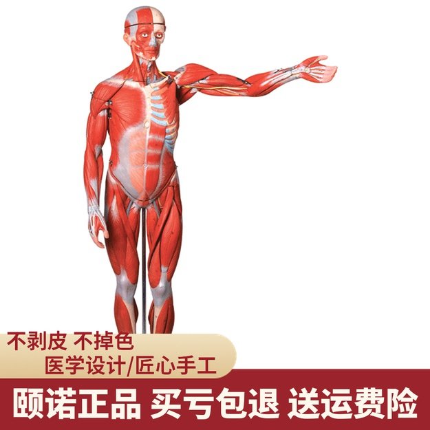 enovo颐诺 170cm 人体全身肌肉附内脏模型 美术健身艺用人体肌肉解剖