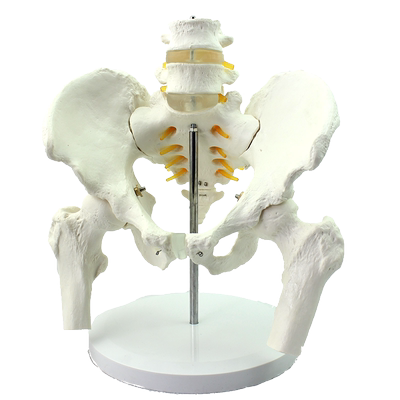 ENOVO颐诺医学人体骨盆腰椎