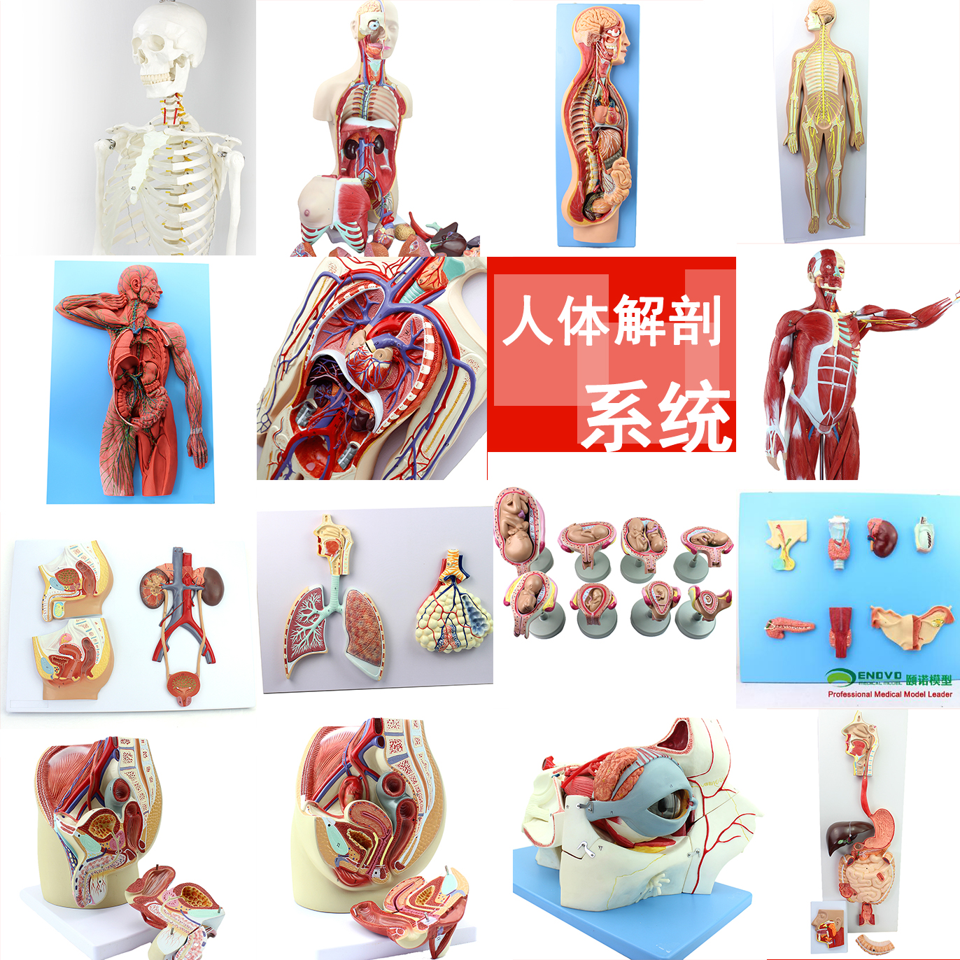 ENOVO颐诺人体解剖系统教学教具