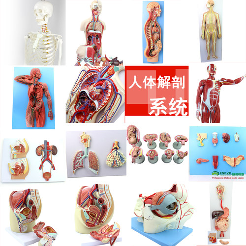 ENOVO颐诺人体解剖系统教学教具