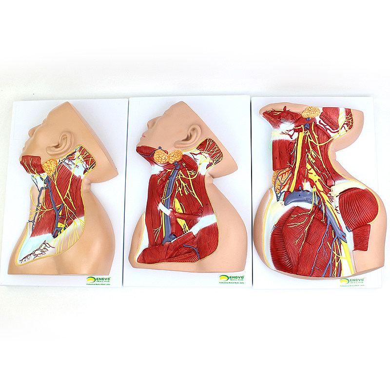 enovo颐诺人体颈部局部解剖模型 颈部精细解剖颈部分区颈部分层神经