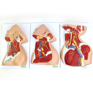 颈部精细解剖颈部分区颈部分层神经肌肉静脉动脉皮肤淋巴结甲状腺咽喉模型 ENOVO颐诺人体颈部局部解剖模型