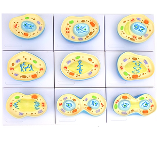 ENOVO颐诺细胞有丝分裂模型9部件核模核仁染色体细胞质纺锤丝细胞板生命科学生物教学细胞微生物DNA科技馆