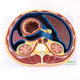 ENOVO颐诺人体腹部断面模型平网膜网膜囊孔结构解剖标本CTMRI影像放射学磁共振影像学系统学医生培训医学教学