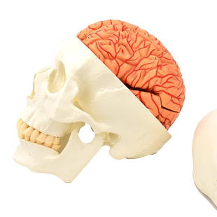 ENOVO颐诺头颅骨附脑动脉模型颅脑动脉血管大脑解剖头骨模型1:1 大脑解剖结构神经科教学教具演示医学教学用
