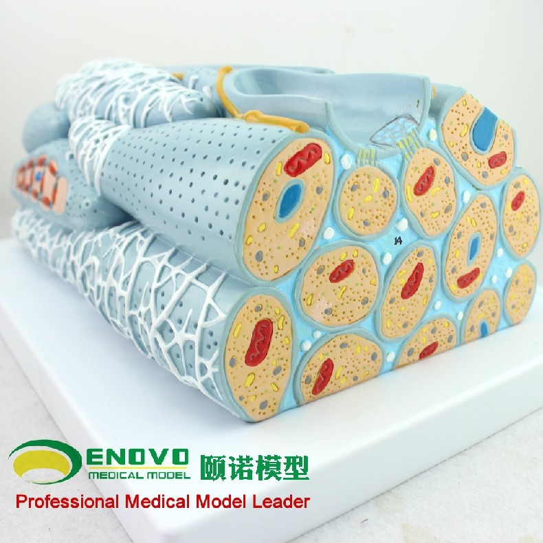 enovo颐诺平滑肌组织模型 微观模型医学人体肌肉模型心内脏肌医学模型