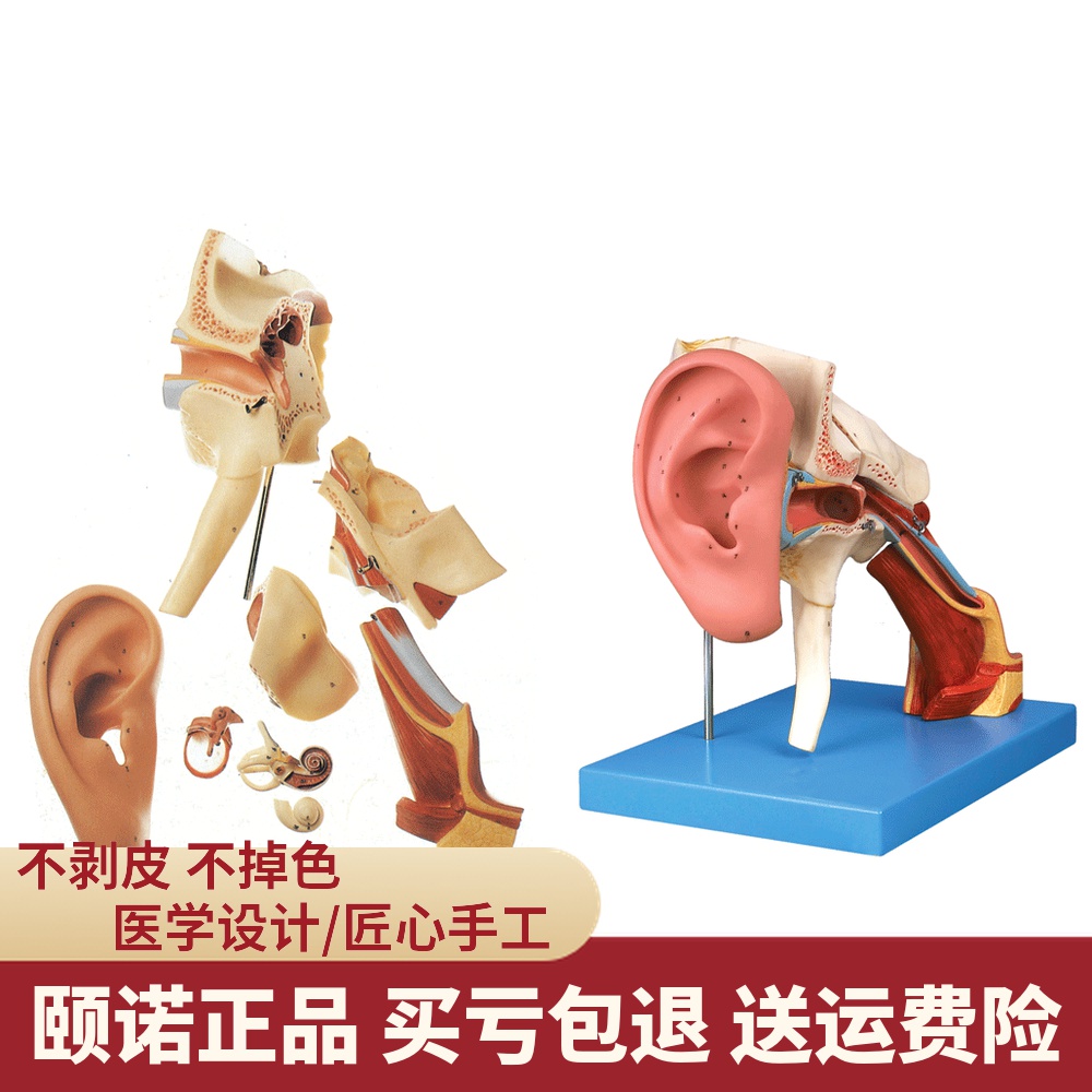 enovo颐诺 放大版耳朵模型 人体医学耳解剖模型内耳中耳外鼓膜五官科