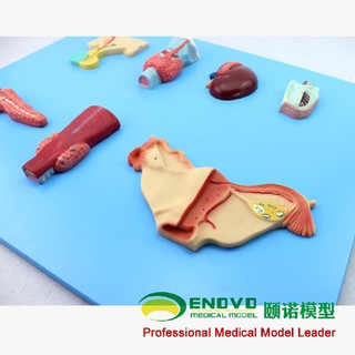ENOVO颐诺人体内分泌系统模型内分泌腺人体解剖系统医学教学模型