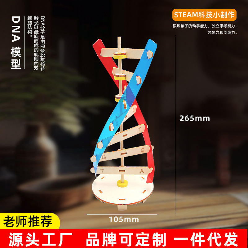 DNA双螺旋结构模型科技小制作手