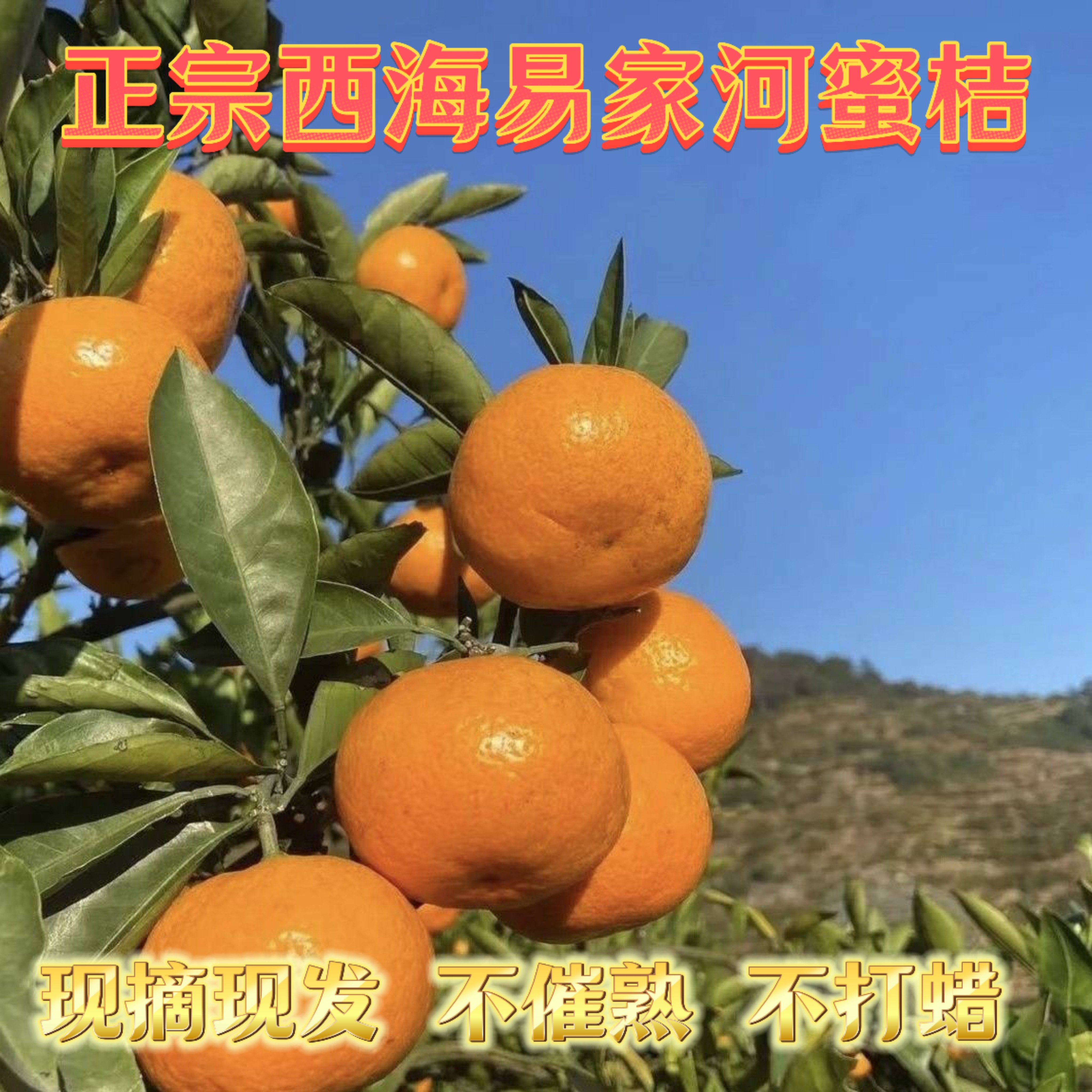 江西易家河蜜橘桔子新鲜现摘现发当季无核甜西海永修水果10斤包邮