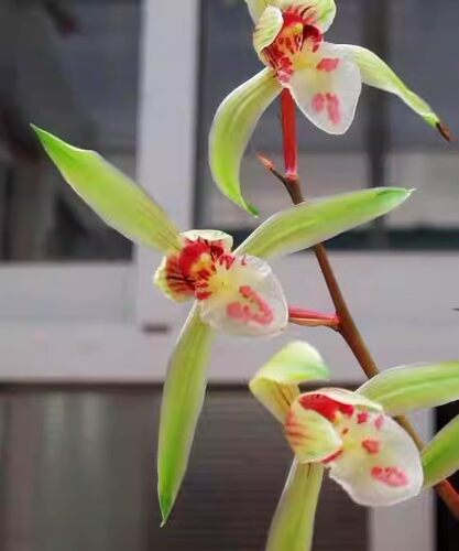 当年开花 兰花苗 寒兰名品 粉翠 浓香室内绿植花卉盆栽 自然种植