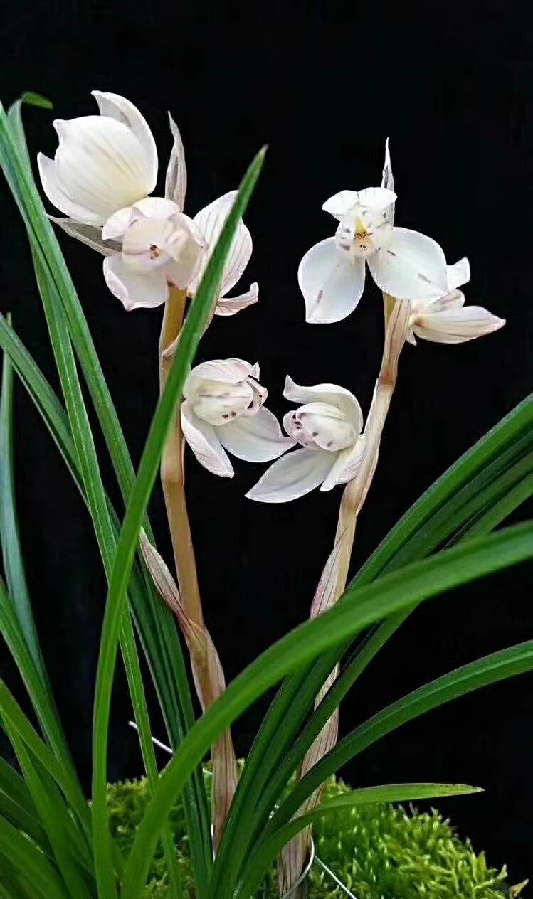 包邮 当年开花兰花苗莲瓣兰 花好月圆 阳台花卉兰花盆栽自然种植