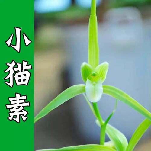 包邮云南室内兰花苗寒兰 小猫素 阳台花卉客厅兰花盆栽 自然养殖