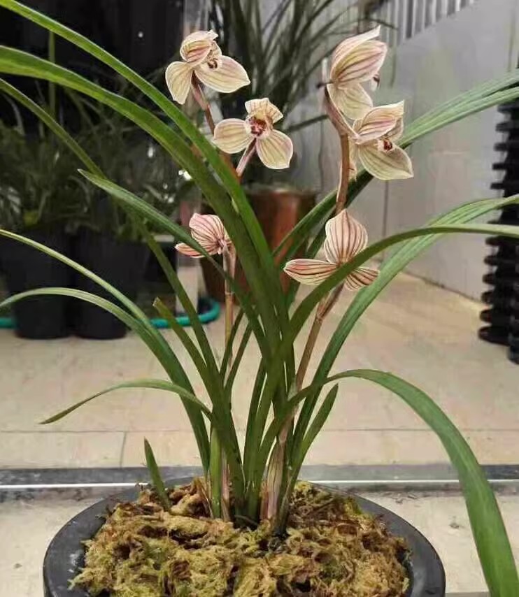 包邮 当年开花兰花苗莲瓣兰 紫熙荷 阳台花卉兰花盆栽自然种植