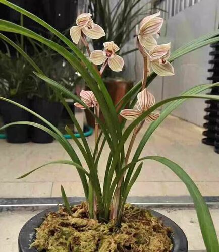 包邮 当年开花兰花苗莲瓣兰 紫熙荷 阳台花卉兰花盆栽自然种植