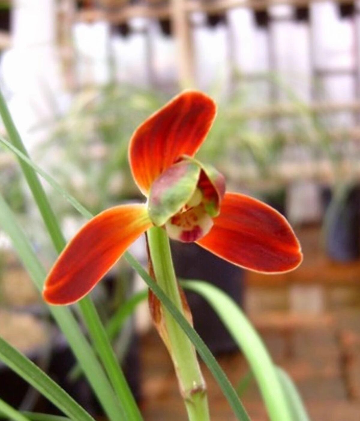 当年开花 兰花苗阳台花卉绿植盆