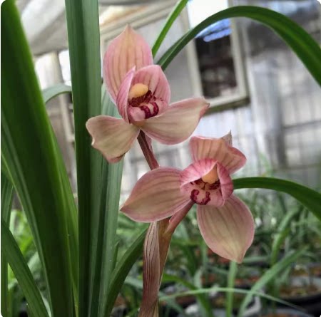 当年开花 兰花苗客厅花卉阳台盆栽兰花 春剑 金山红荷 自然种植