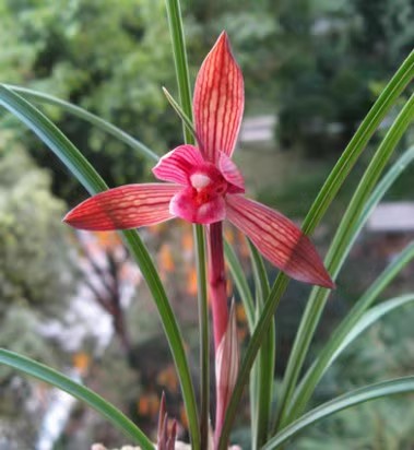 包邮当年开花兰花苗莲瓣兰春兰 醉红素 阳台花卉盆栽自然种植