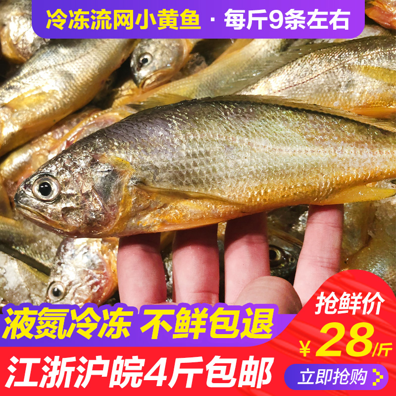 舟山流网小黄鱼新鲜液氮冷冻黄花鱼野生海鱼海鲜鲜活水产 3斤起拍