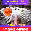 优选舟山红膏蟹2斤新鲜梭子蟹母蟹大飞蟹海鲜水产 保鲜不保活