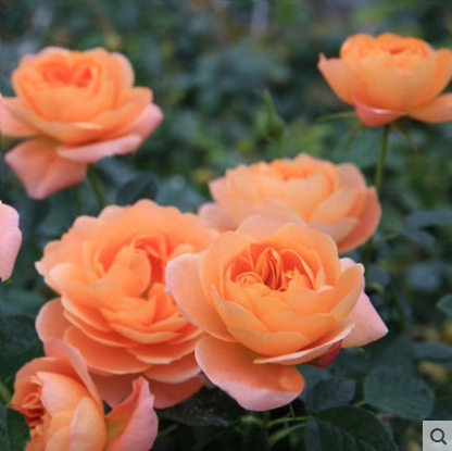 【跨境供货】欧月月季花种子花卉植物四季开花种绿植花卉种易种活