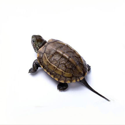 中华草龟小乌龟活体外塘长寿龟宠物水龟金线龟情侣龟墨龟草龟苗