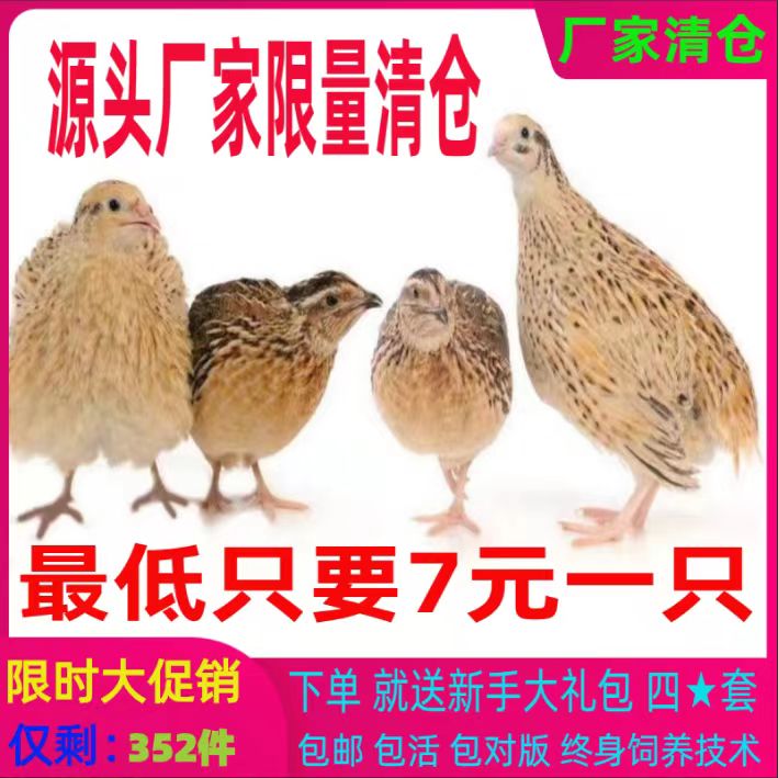 鹌鹑活苗青年鸟天天下蛋种鸡繁殖鸟