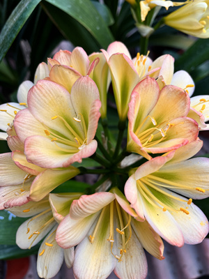 国兰油匠黄花苗3-5叶左右苗原盆发货