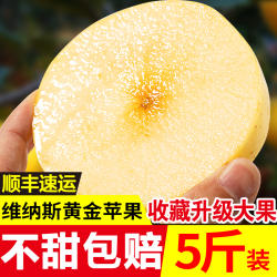 山东威海脆甜维纳斯黄金苹果非奶油富士苹果金苹果 5斤装包邮现摘