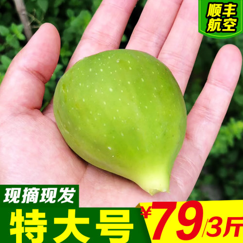 11年老店威海无花果收藏发特大果