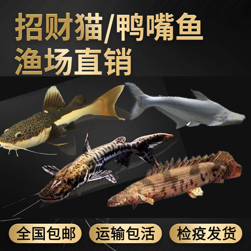 热带观赏鱼白化蓝鲨鱼招财猫虎纹恐龙鱼鸭嘴鱼中大型宠物水族鱼