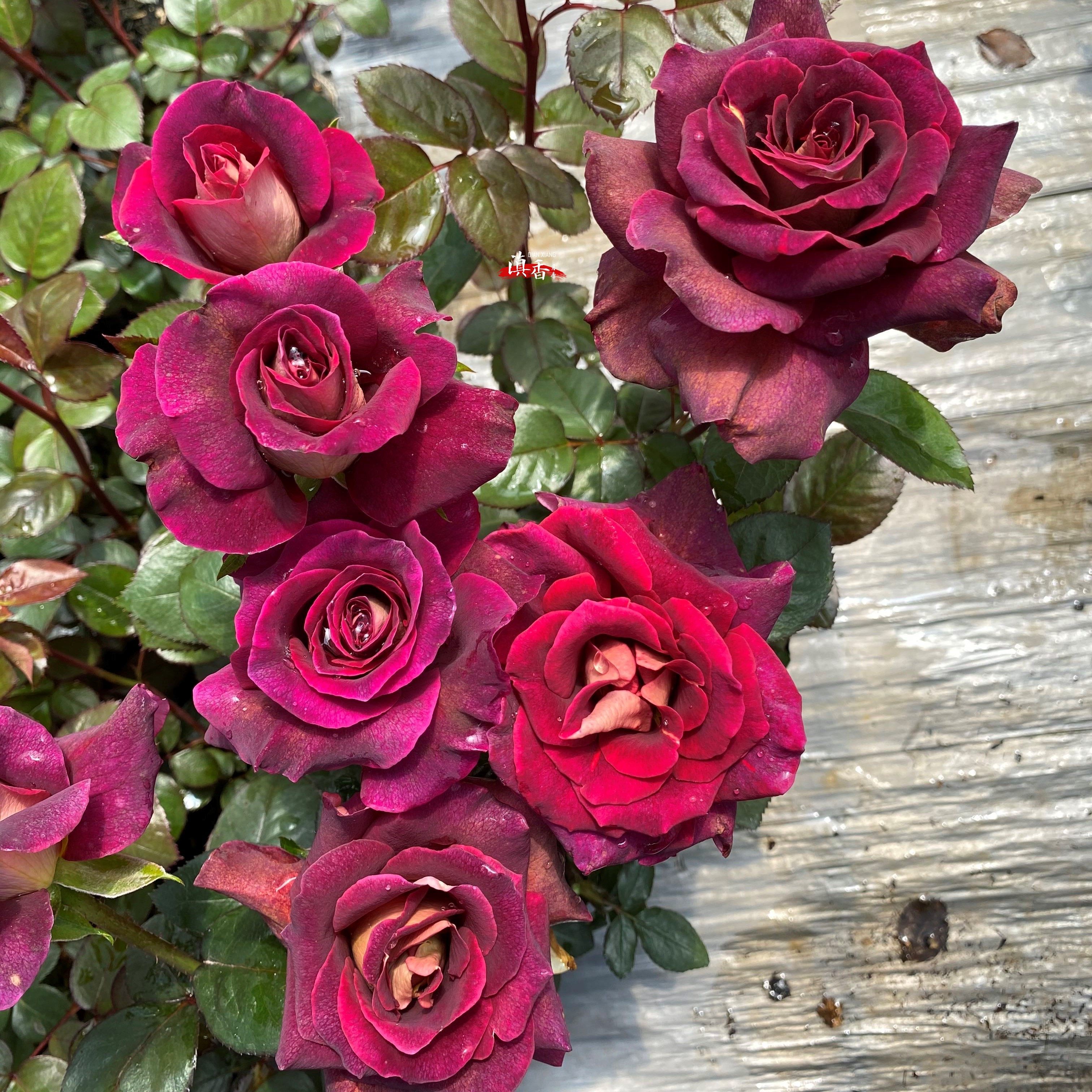 骇客黑红色少见品种月季盆栽长势快抗病特别好容易开花新手植物