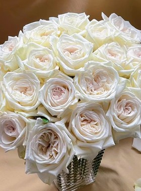 白荔枝玫瑰大卫奥斯汀经典型切花果香味浓郁 花头大 白色卷心月季