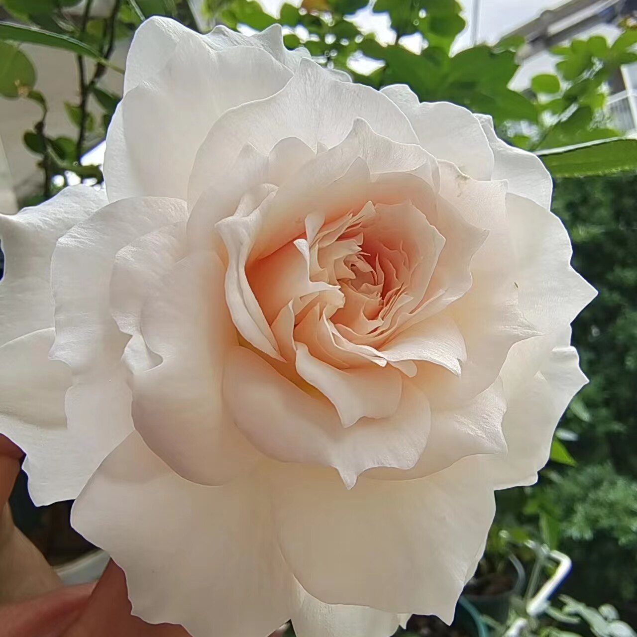 歌剧皇后月季长势好奶油色调柠檬香水味露天扦插苗庭院绿植盆栽