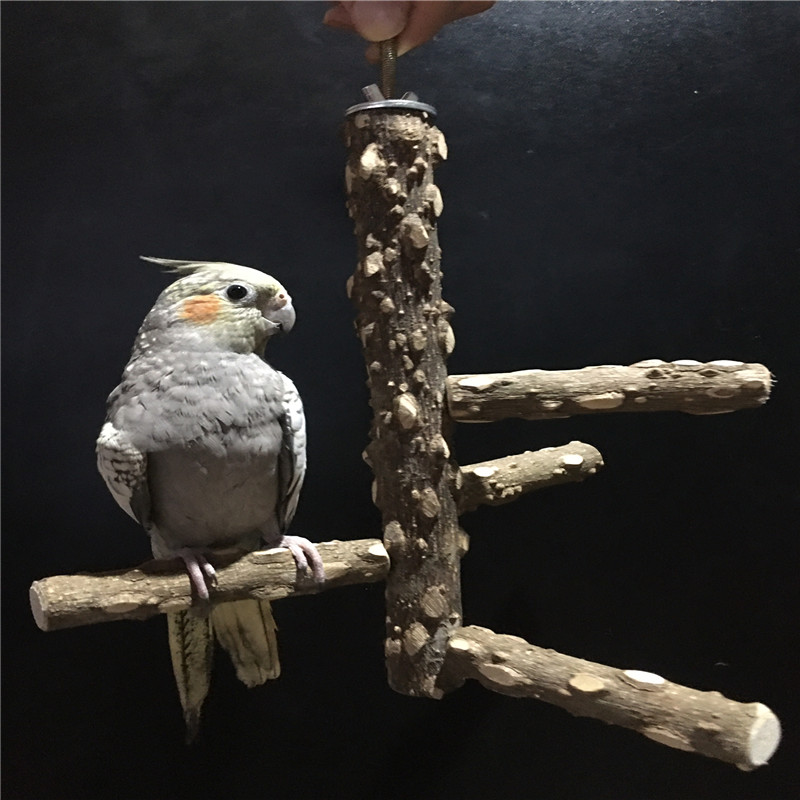 虎皮鹦鹉啃咬玩具玩具爬梯