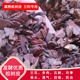 发酵松树皮 兰花专用土植料肥料腐熟营养土松鳞颗粒 铁皮石斛基质