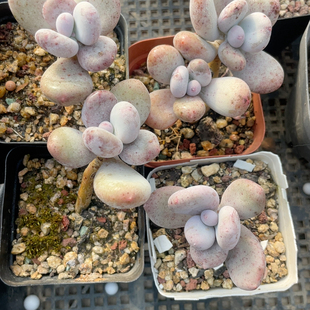 黄金鸡蛋大叶奶4颗