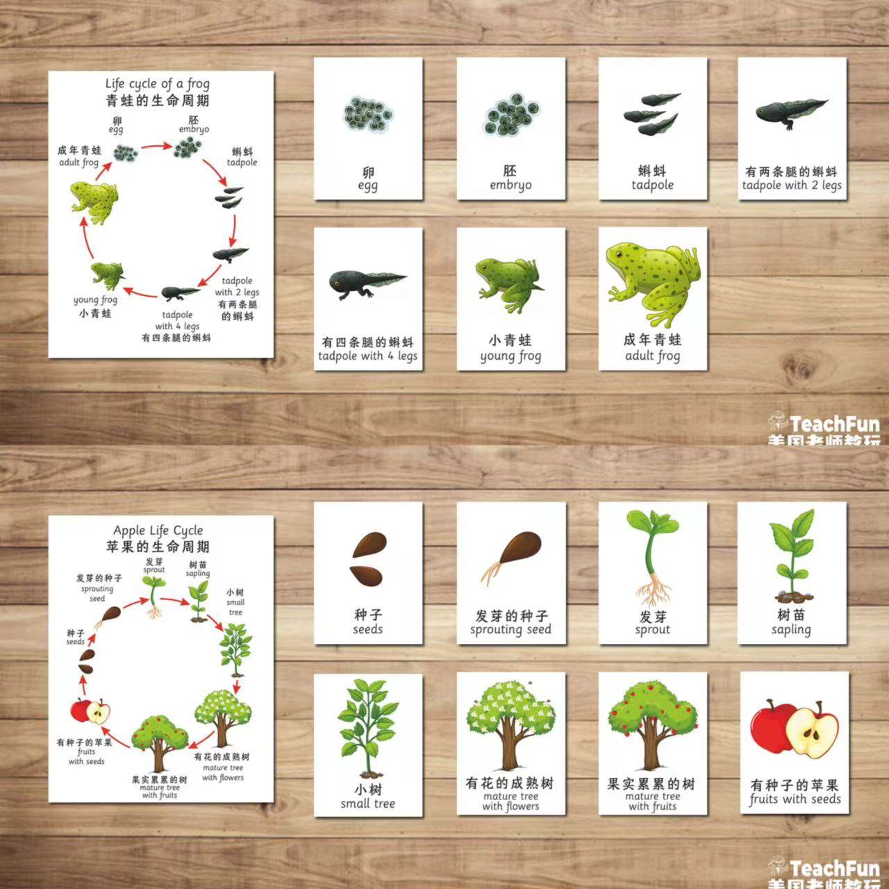 动植物生命生长周期中英文卡片闪卡幼儿园早教科学自然教师教具