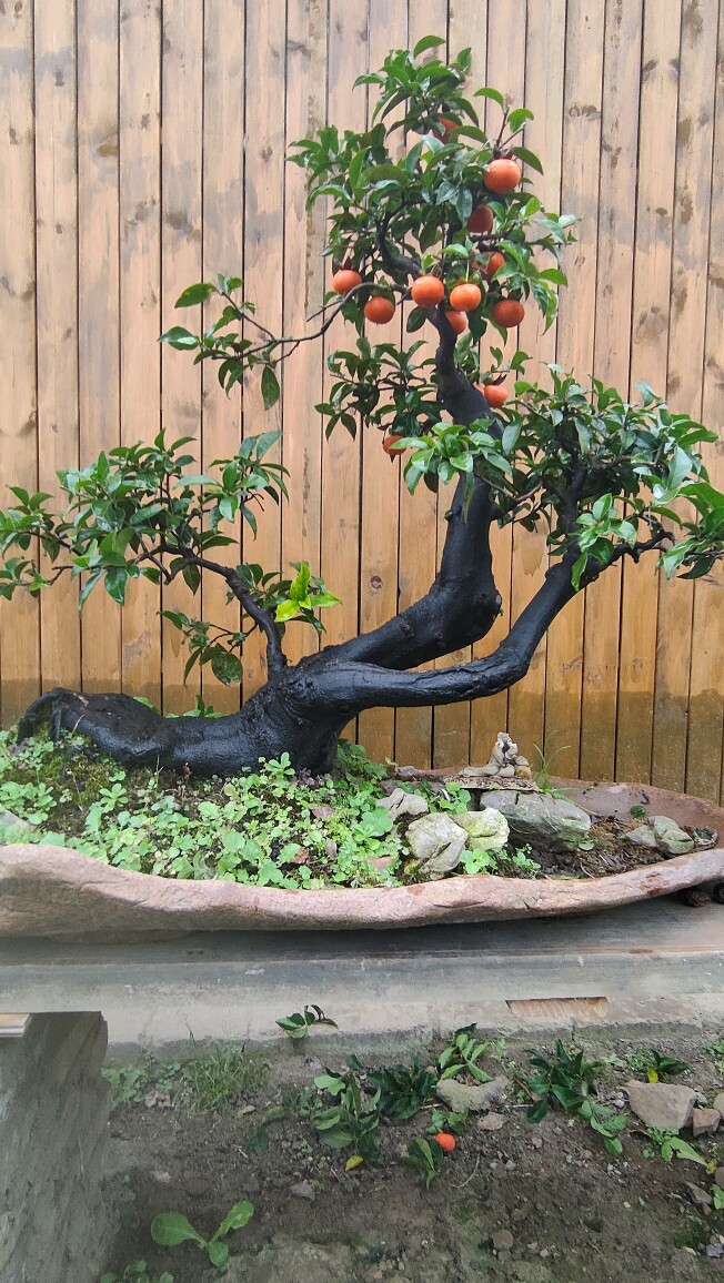 金弹子盆景原生小叶血红带果精品碳化年功熟货悬崖老桩灯泡果绿植