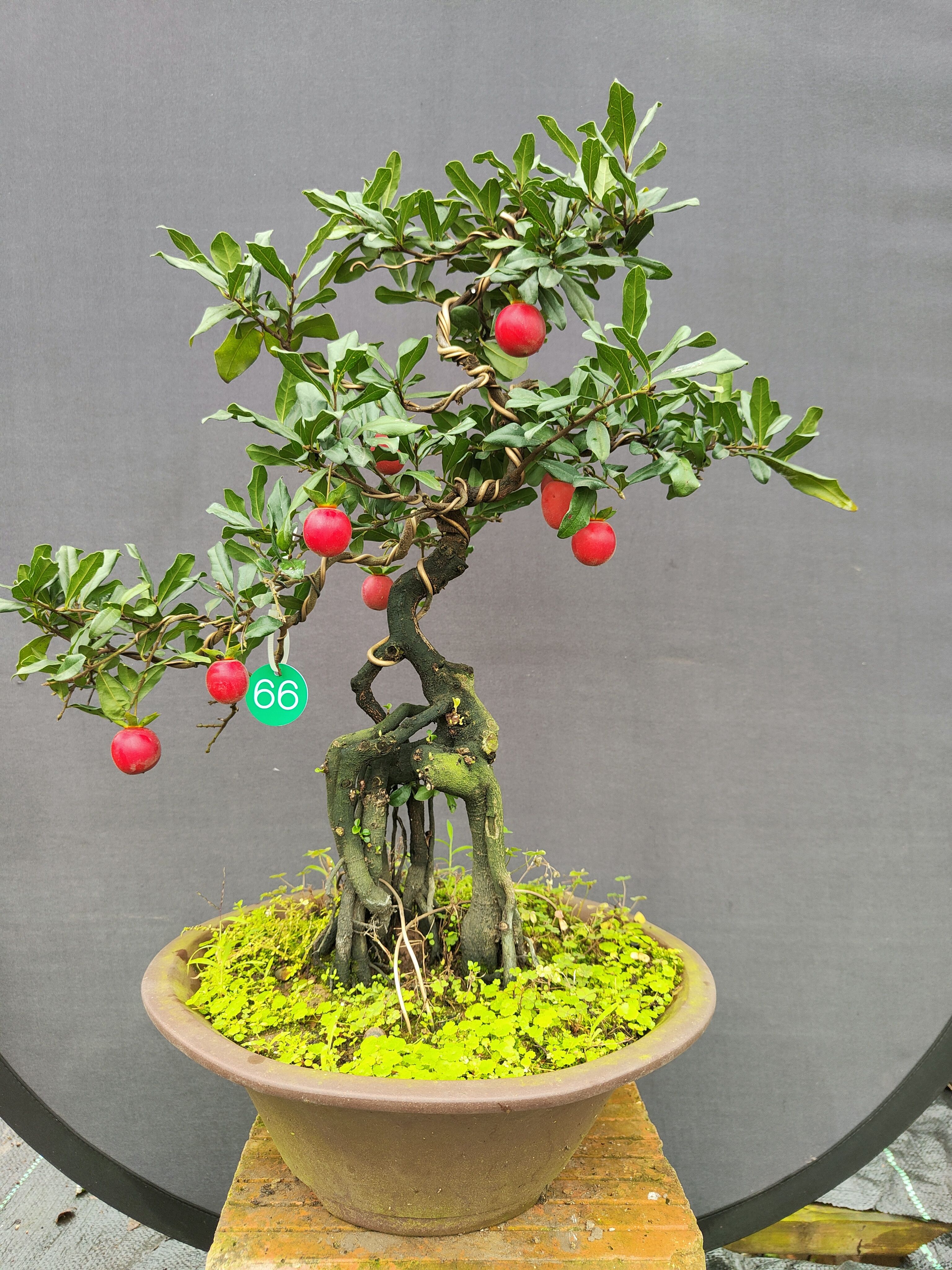 小叶红芽血红丰果趣味庭院植物