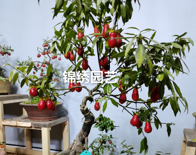 盆景熟品老桩盆血2葫芦种红血货造花卉金弹子绿植型月养  钻